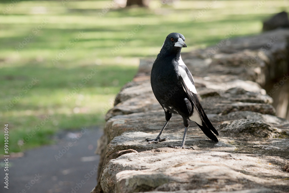 Fototapeta premium the magpie is resting on a wall