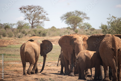 Red elephants in Tsavo National Park at the waterhole. Elephant herd with children and babies in beautiful savannah landscape in Kenya  Africa.