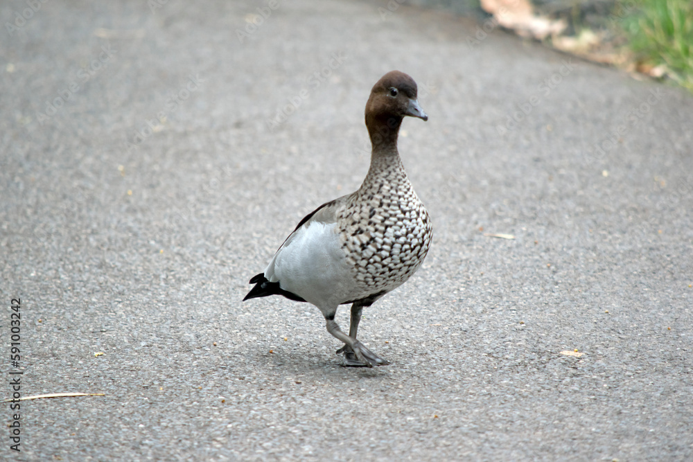 Fototapeta premium the male australian wood duck is walk on a path