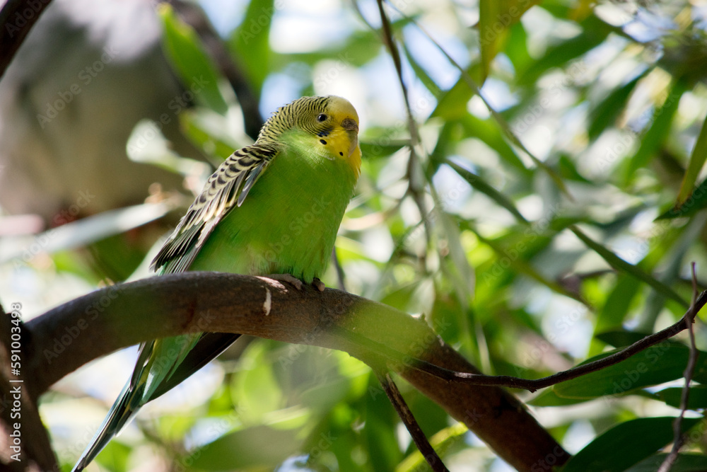 Obraz premium the parakeet is perched in a tree hiding in the foilage