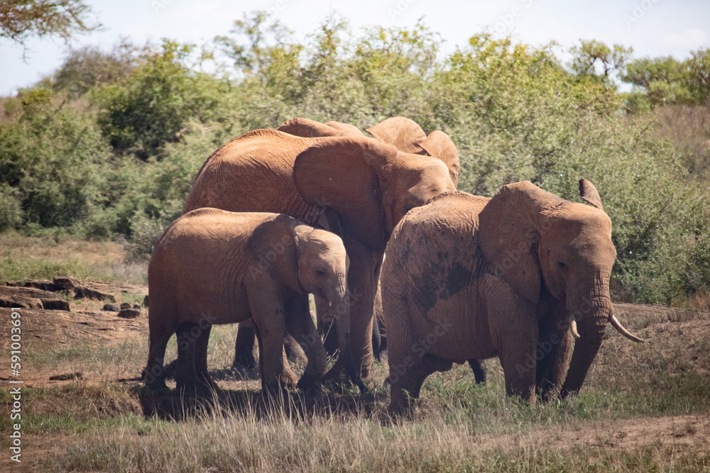 Red elephants in Tsavo National Park at the waterhole. Elephant herd with children and babies in beautiful savannah landscape in Kenya, Africa.