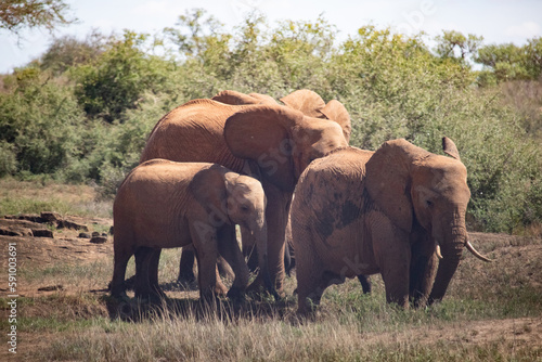 Red elephants in Tsavo National Park at the waterhole. Elephant herd with children and babies in beautiful savannah landscape in Kenya  Africa.