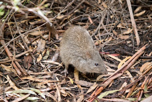 the long nosed potoroo is looking for food