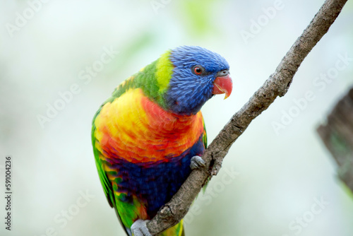 the rainbow lorikeet is perched on a small branch
