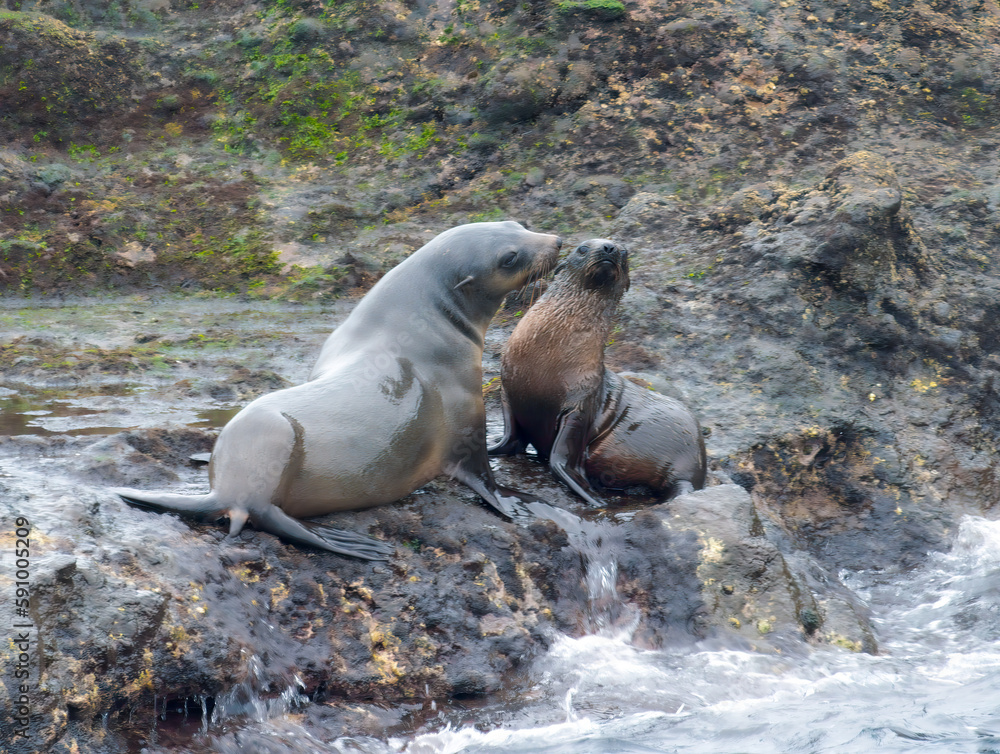 Naklejka premium Seals Leaning Away