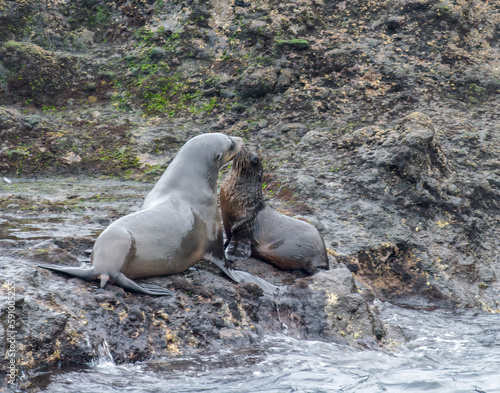 Seals Kissing
