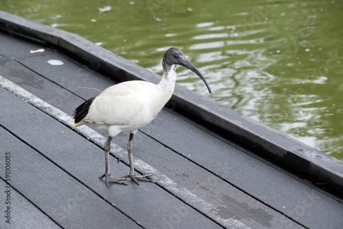 the white ibis is on a peir photo