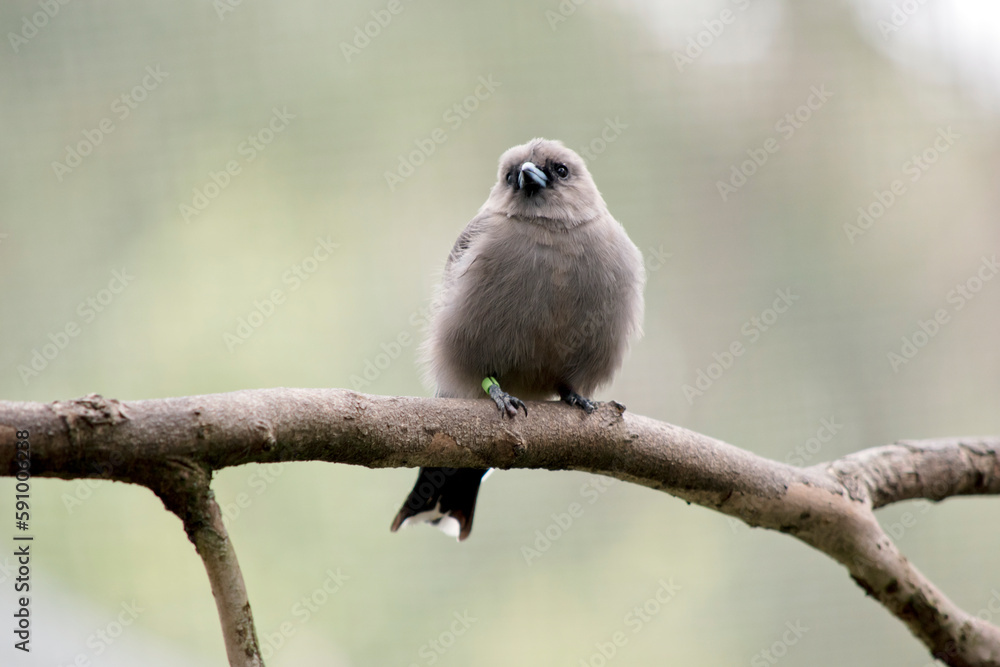 the woodswallow is perched on a tree branch the woodswallow is perched on a tree branch