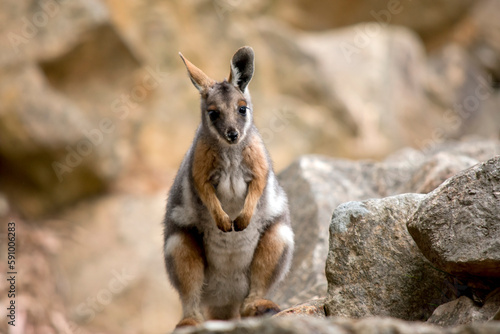 the yellow footed rock wallaby is sitting on a rocky mountain
