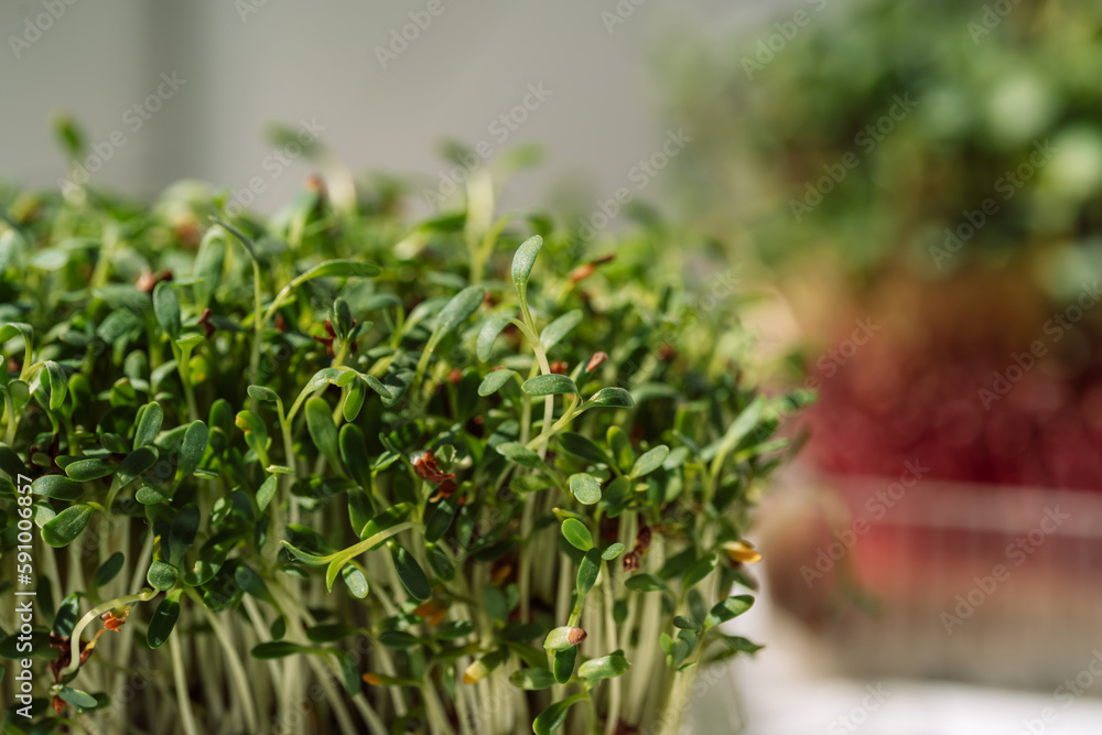 Close-up microgreens in containers under sunlight. Close-up microgreens in containers under sunlight.