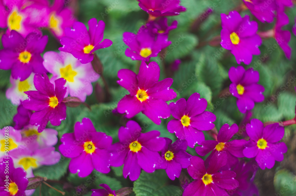 Bright pink blooming flowers with a white center with a yellow spot of primrose Bright pink blooming flowers with a white center with a yellow spot of primrose