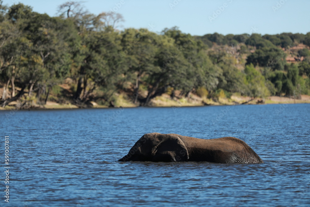 Elephant Cross the River in Botzwana, Chobe River Elephant Cross the River in Botzwana, Chobe River
