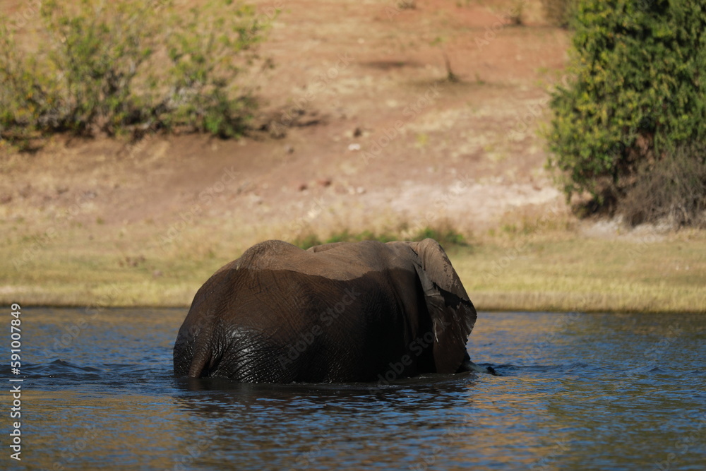 Elephant Cross the River in Botzwana, Chobe River Elephant Cross the River in Botzwana, Chobe River