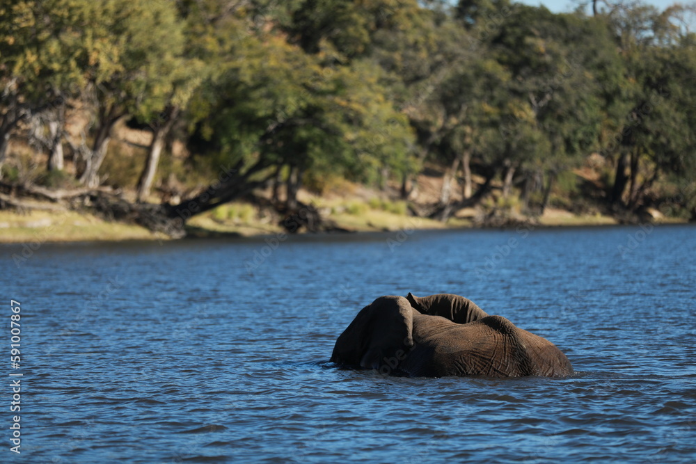 Elephant Cross the River in Botzwana, Chobe River Elephant Cross the River in Botzwana, Chobe River