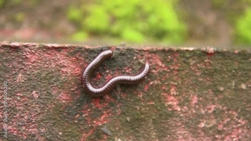 a worm on a porcelain clay surface in the garden. it shines in this sunny macroshot. a worm on a porcelain clay surface in the garden. it shines in this sunny macroshot.