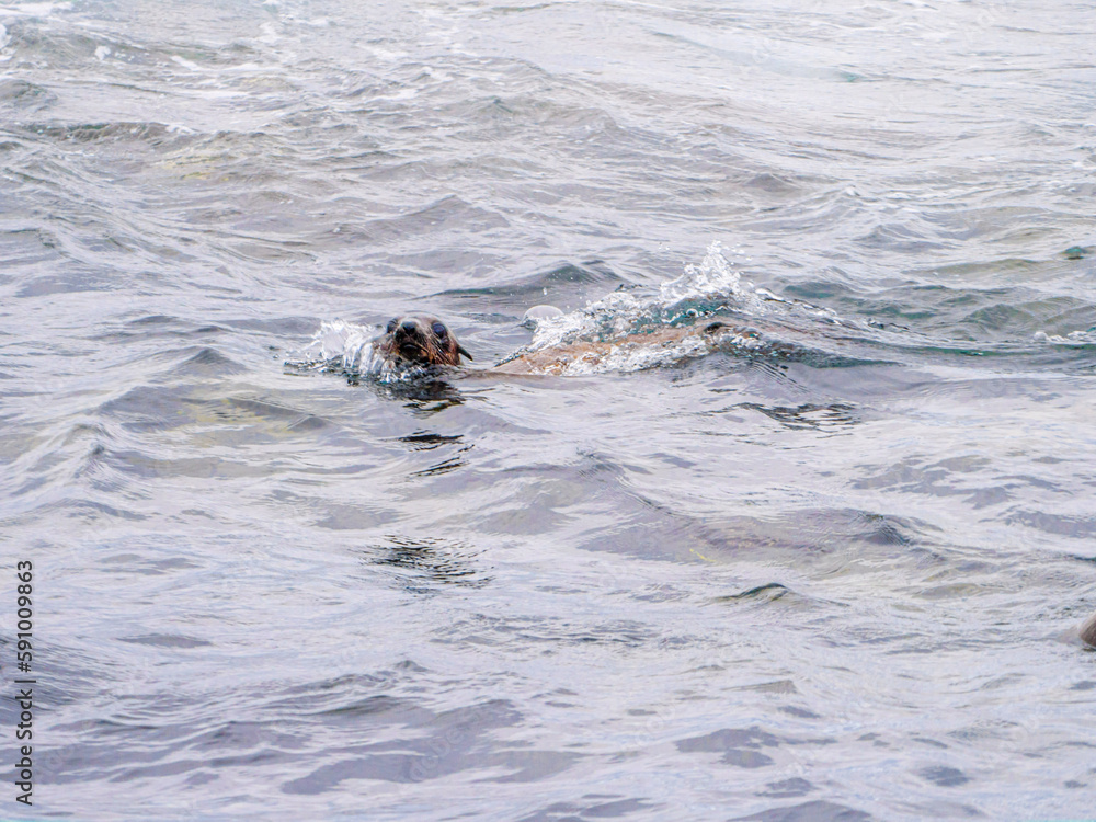 Fototapeta premium Brown Seal Head