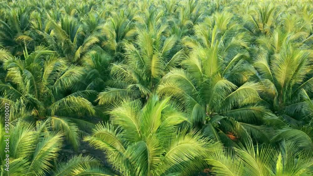Cultivation of coconuts for sale in agriculture. Aerial view drone flies over a large coconut grove. The tops of palm trees are green and yellow. Flying over the forest animated nature background. Cultivation of coconuts for sale in agriculture. Aerial view drone flies over a large coconut grove. The tops of palm trees are green and yellow. Flying over the forest animated nature background.
