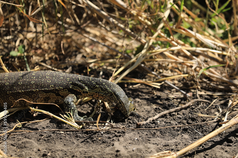 Lizard Fighs against Mongooses Lizard Fighs against Mongooses