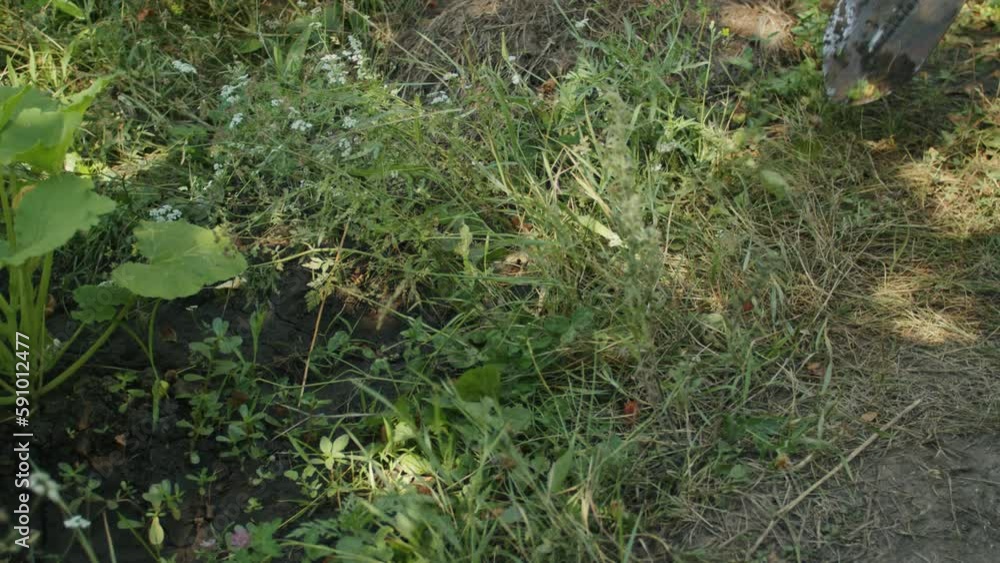 In the organic garden, the woman gardener uses her wheelbarrow to tend to her seedlings on a sunny day, enjoying her work in nature. In the organic garden, the woman gardener uses her wheelbarrow to tend to her seedlings on a sunny day, enjoying her work in nature.