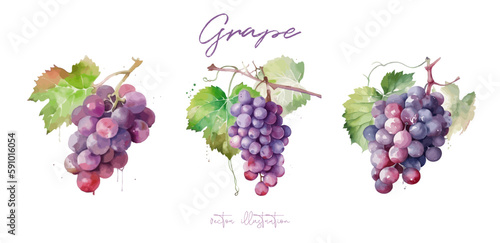 Grape, watercolor painting style illustration. Vineyard farm. Vector set.