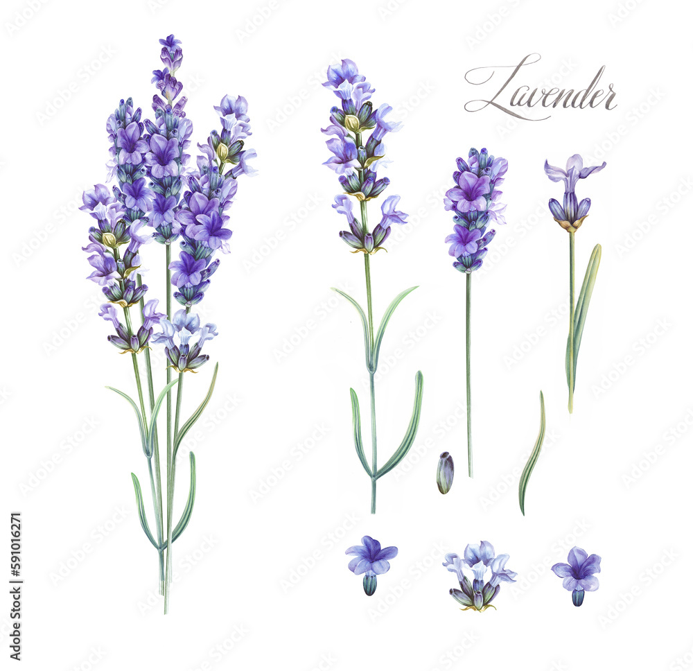 Obraz premium Purple watercolor lavender. Set of differents flower lavandula on white background. Elegant floral illustration