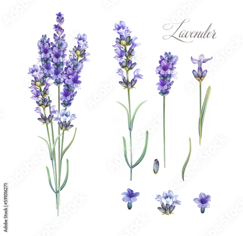 Fototapeta Naklejka Na Ścianę i Meble -  Purple watercolor lavender. Set of differents flower lavandula on white background. Elegant floral illustration