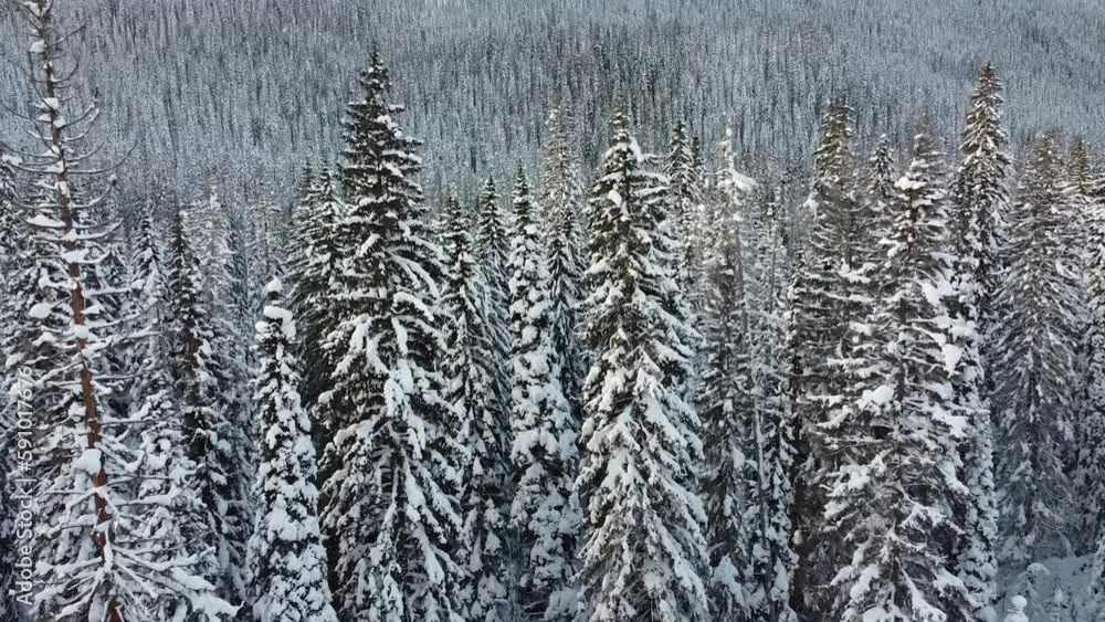 Enchanting 4K Smooth Drone Flight through Snowy Evergreen Forest Enchanting 4K Smooth Drone Flight through Snowy Evergreen Forest