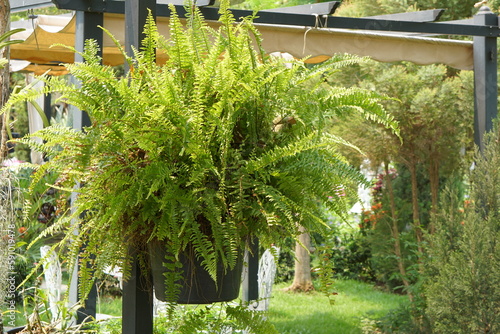 Ornamental fern in the garden photo