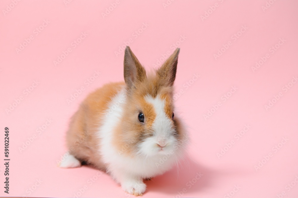 Lovely bunny easter rabbit on light pink background. beautiful lovely pets. Banner size. Lovely bunny easter rabbit on light pink background. beautiful lovely pets. Banner size.