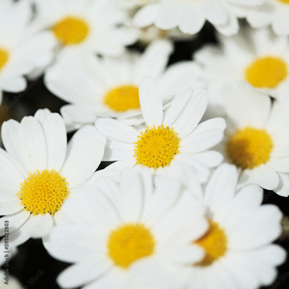 Obraz premium Flora of Gran Canaria - Argyranthemum, marguerite daisy endemic to the Canary Islands