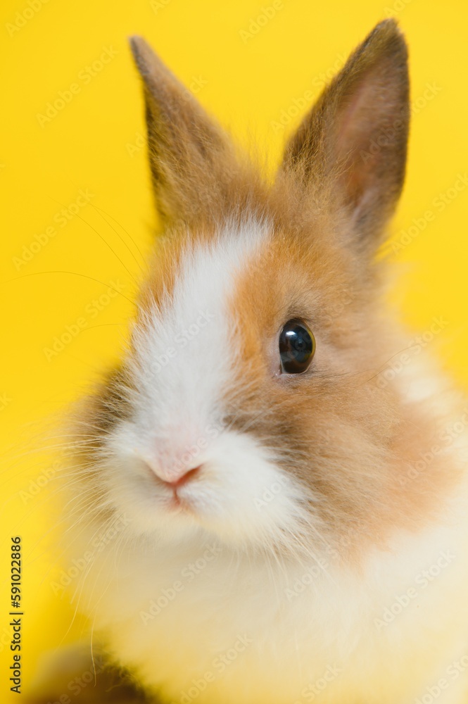 Rabbit on yellow background. Domestic animal, pet. Copyspace. Spring, Easter. Rabbit on yellow background. Domestic animal, pet. Copyspace. Spring, Easter.