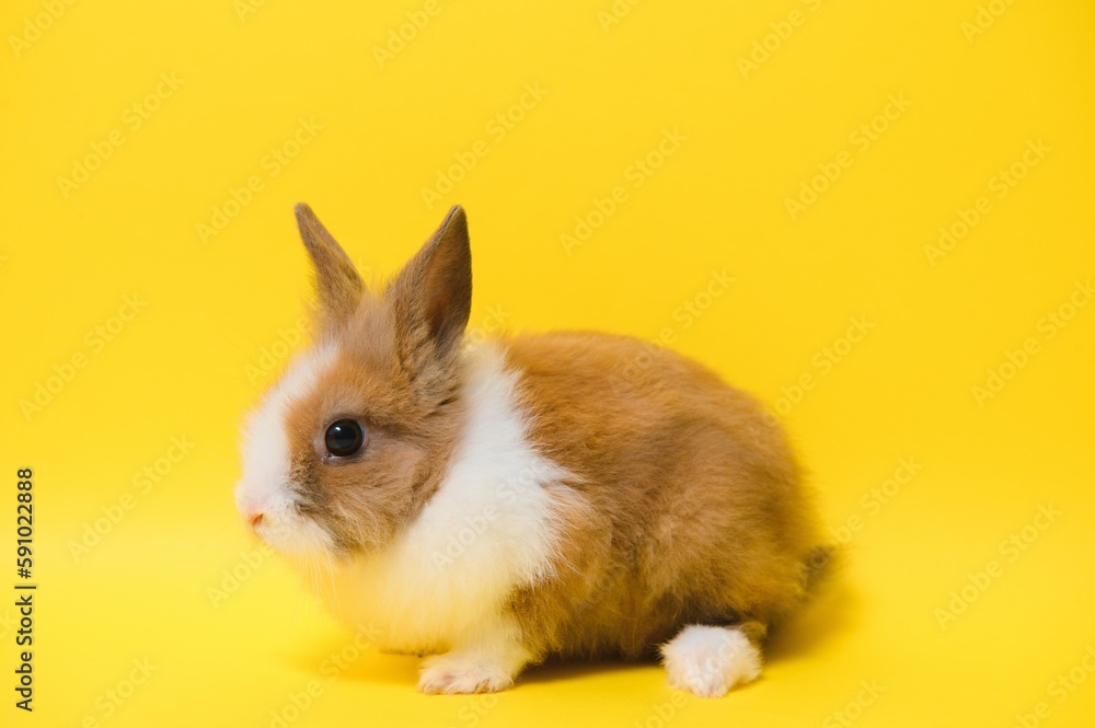 Rabbit on yellow background. Domestic animal, pet. Copyspace. Spring, Easter.