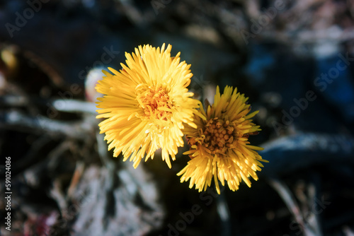 Tussilago farfara  commonly known as coltsfoot is a plant in the groundsel tribe in the daisy family Asteraceae.