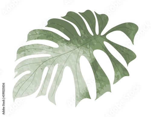 Watercolor monstera leaf illustration