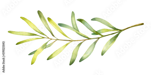 Hand drawn watercolor long green olive branch. Floral illustration isolated on a white background.