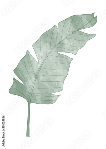 Watercolor banana leaf illustration