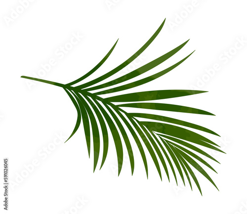 Fototapeta Naklejka Na Ścianę i Meble -  Watercolor palm leaf illustration