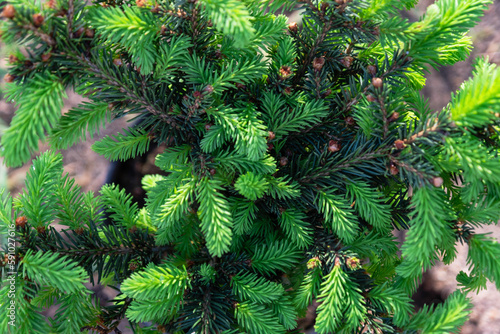 Young shoots with fresh bright green needles on spruce branches