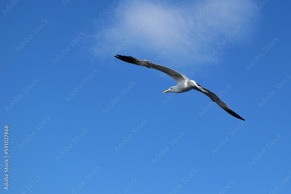 seagull in flight seagull in flight