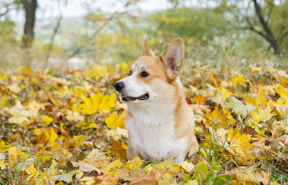 corgi for a walk in the autumn park corgi for a walk in the autumn park