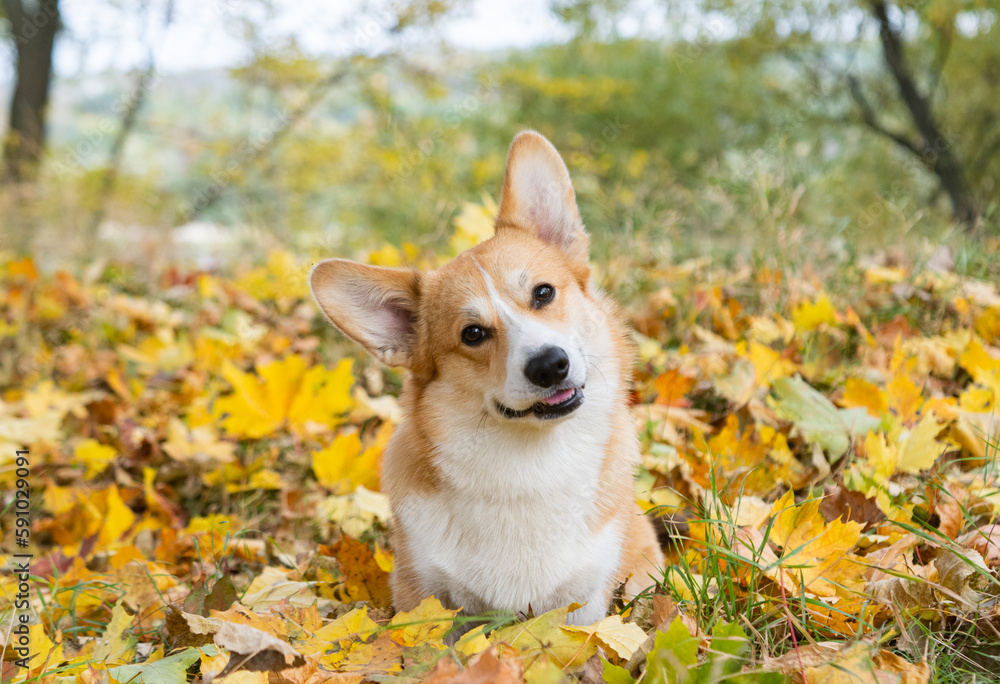 corgi for a walk in the autumn park corgi for a walk in the autumn park