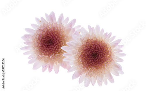 chrysanthemum flowers isolated