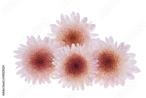 chrysanthemum flowers isolated