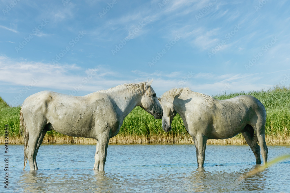 White Camargue Horses running on the beach in Parc Regional de Camargue - Provence, France White Camargue Horses running on the beach in Parc Regional de Camargue - Provence, France
