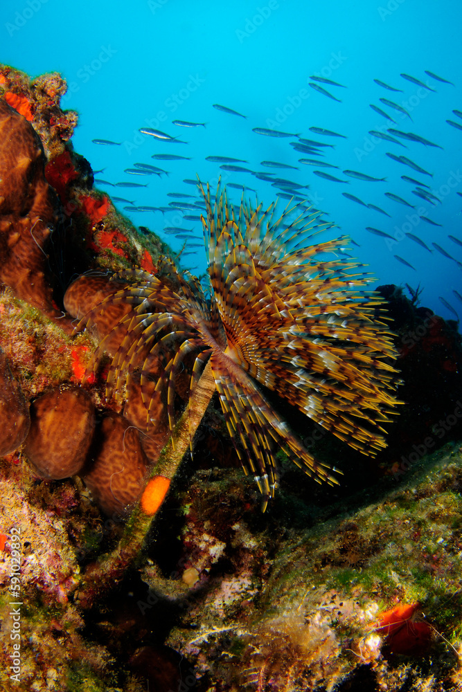 coral reef with fish