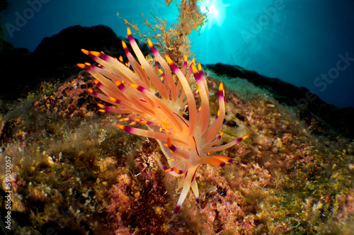 nudibranch in sea