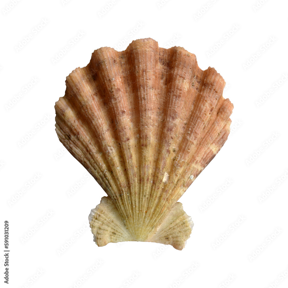 A scallop shell isolated on the transparent background A scallop shell isolated on the transparent background