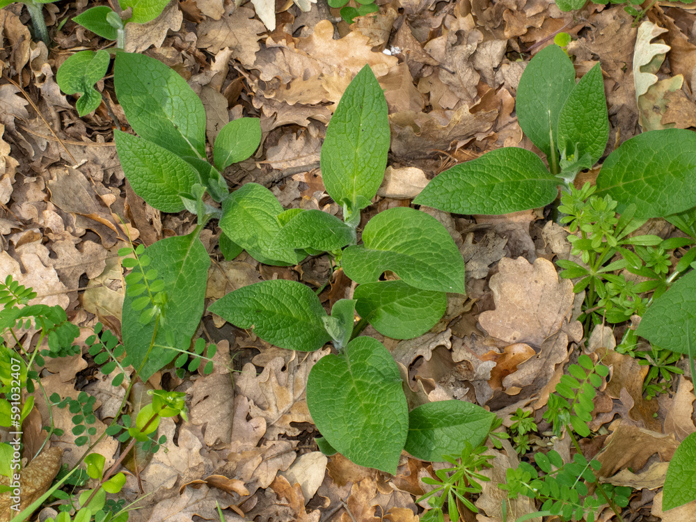 Symphytum Tuberosum Consoude Tub reuse Est Une Plante Vivace De La symphytum-tuberosum-consoude-tub-reuse-est-une-plante-vivace-de-la