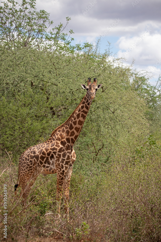 Giraffidae, Giraffa camelopardalis. Giraffe, in the savannah, taken on safari in Tsavo National Park, Kenya. Beautiful landscape