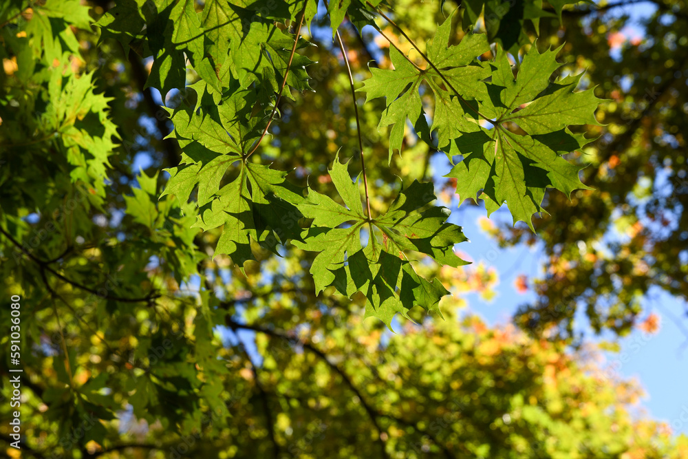 green leaves of a large maple tree slowly changing colors in early autum green leaves of a large maple tree slowly changing colors in early autum